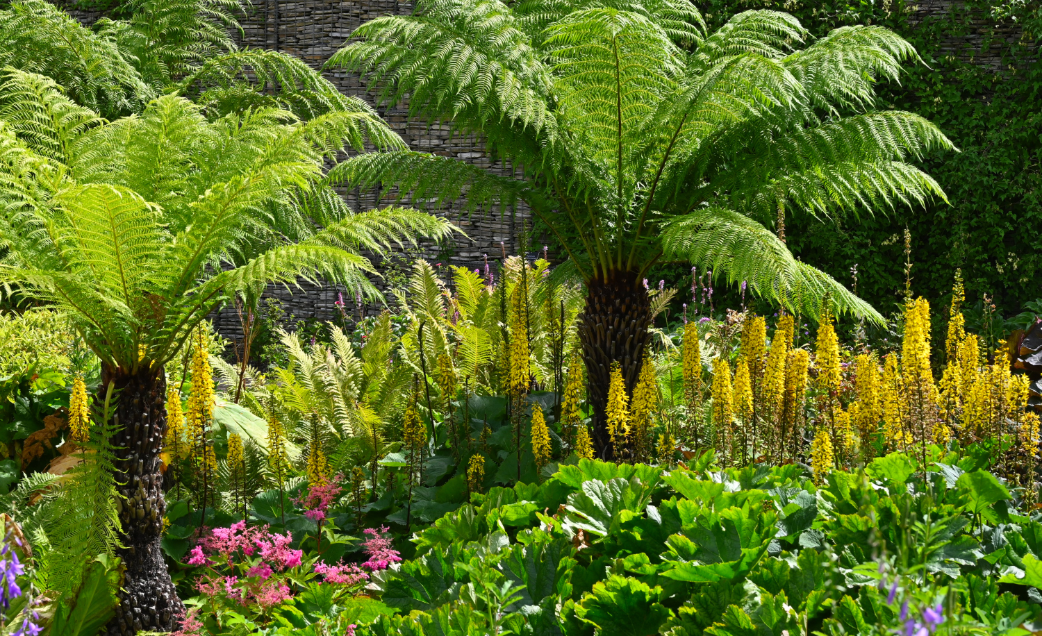 tree ferns